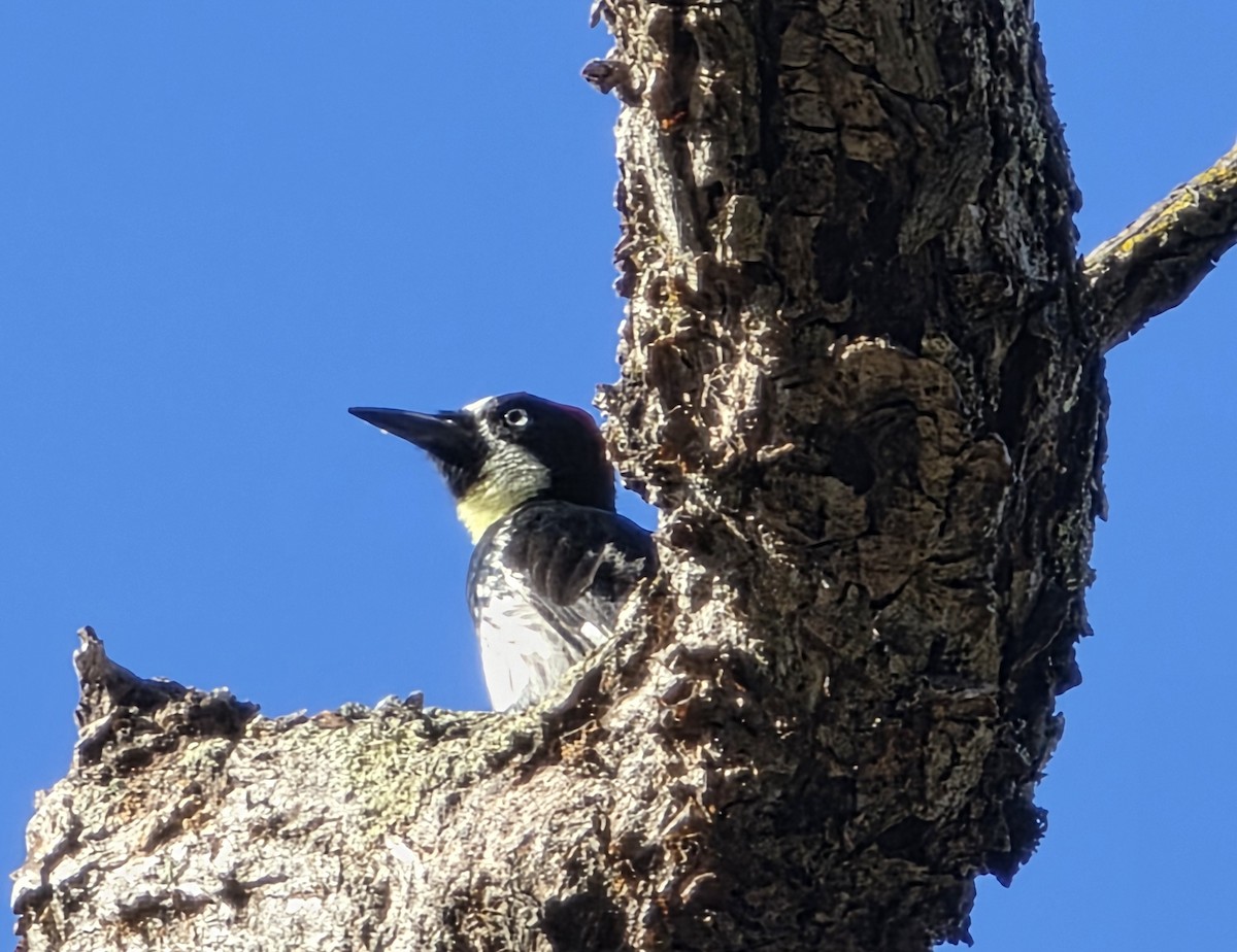 Acorn Woodpecker - ML641881657