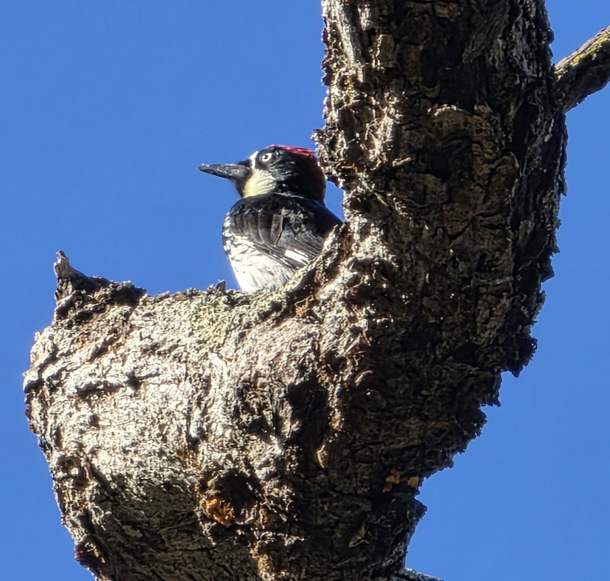 Acorn Woodpecker - ML641881658