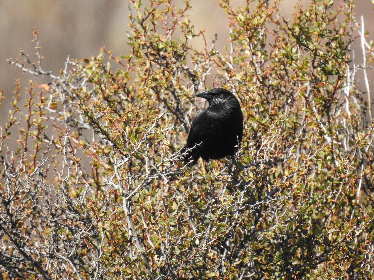 Austral Blackbird - ML641881668