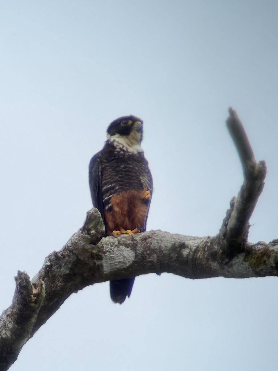 Bat Falcon - ML641881669