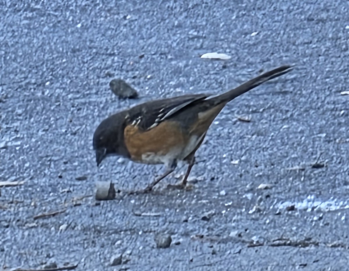 Spotted Towhee - ML641881672