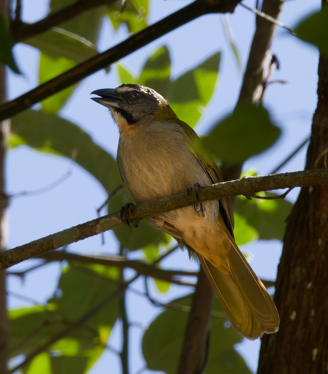 Buff-throated Saltator - ML641881690