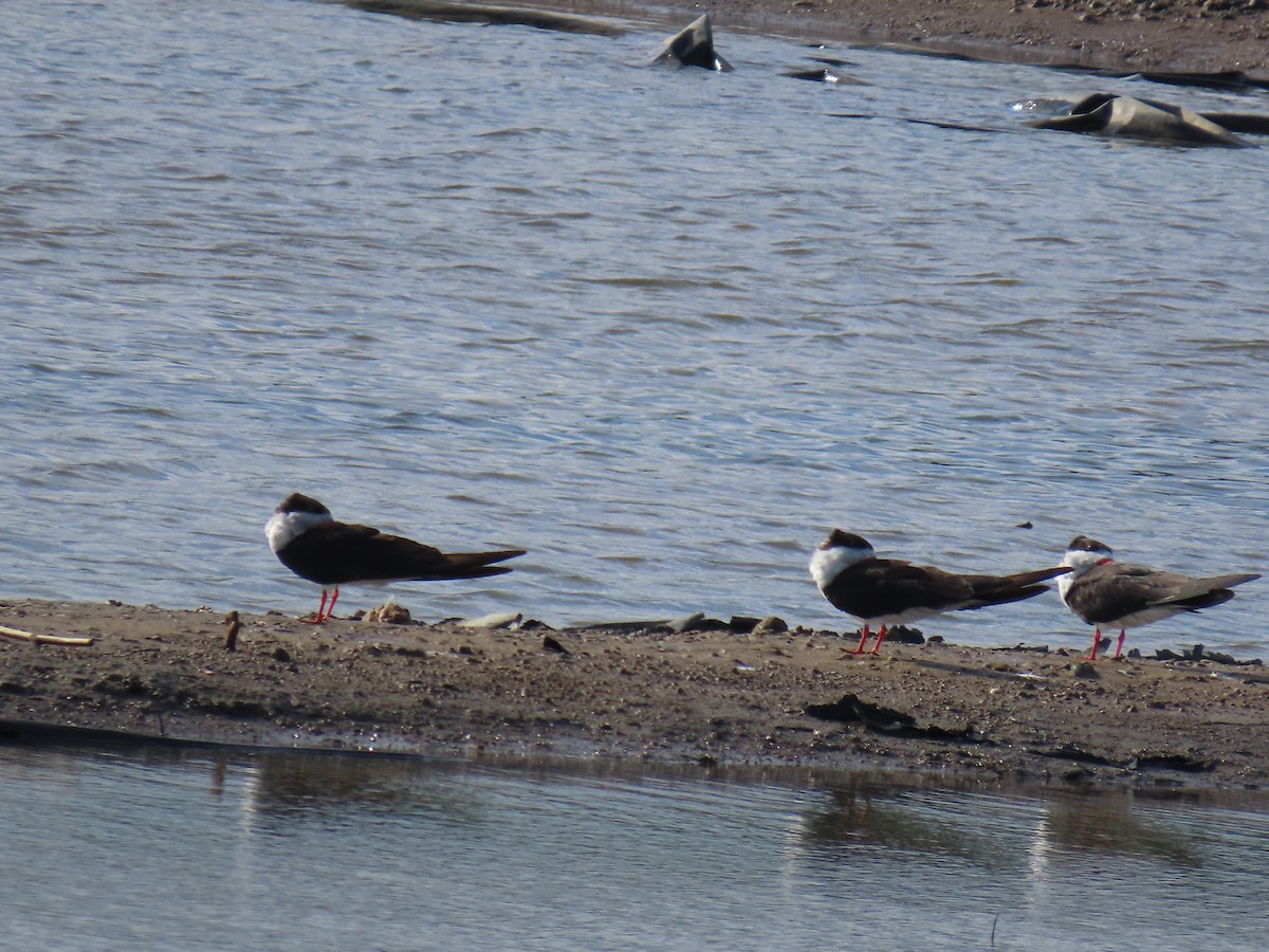 Black Skimmer - ML641881698