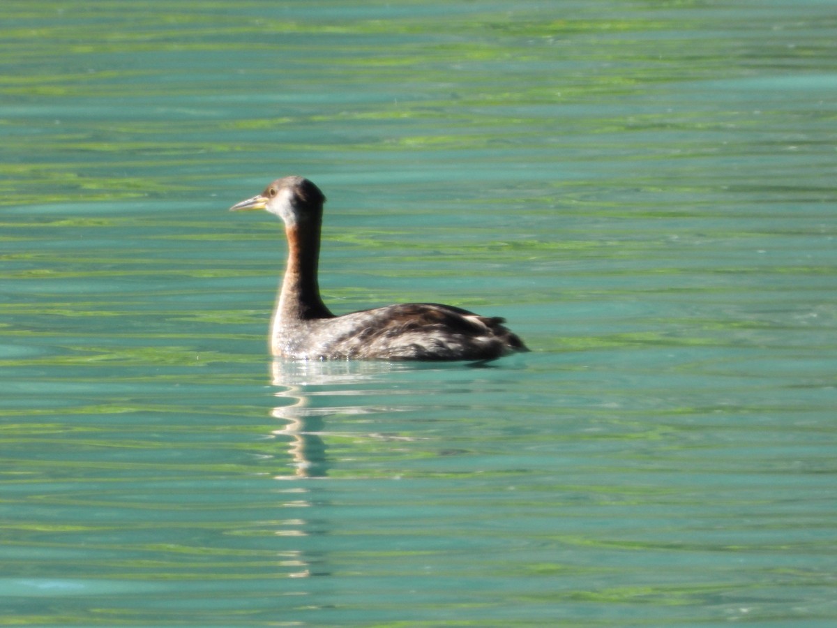 Red-necked Grebe - ML641881711