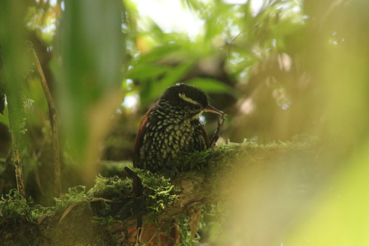 Pearled Treerunner - ML641881714