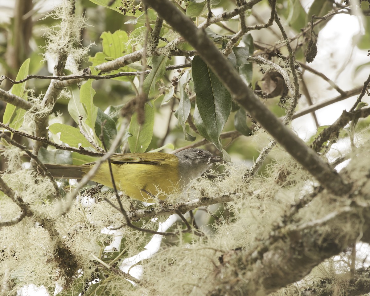 Gray-hooded Bush Tanager - ML641881739