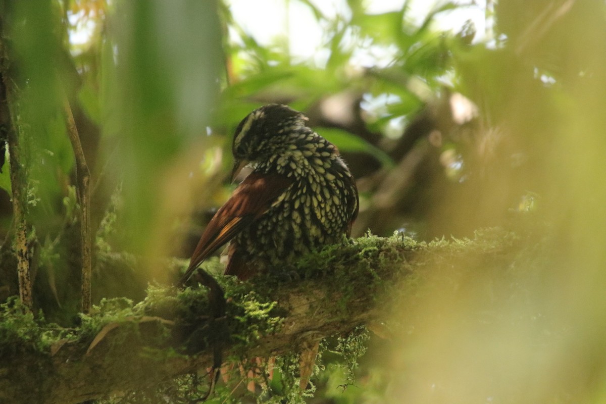 Pearled Treerunner - ML641881740