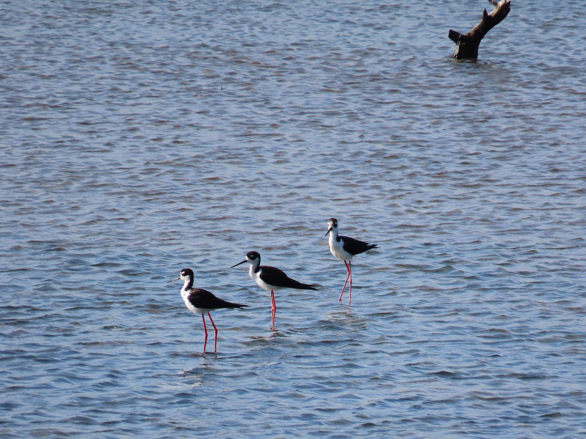 Black-necked Stilt - ML641881744