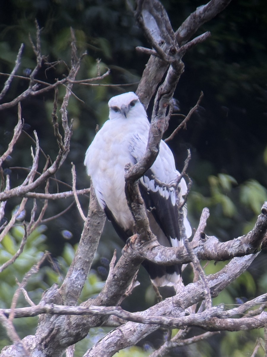 White Hawk - ML641881745