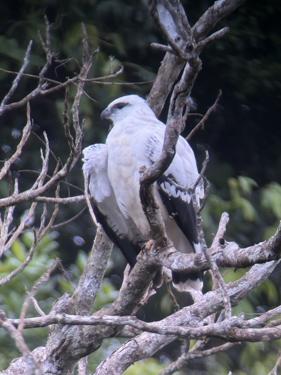 White Hawk - ML641881746