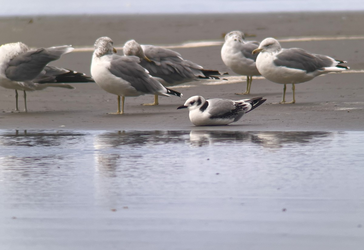 Black-legged Kittiwake - ML641881747