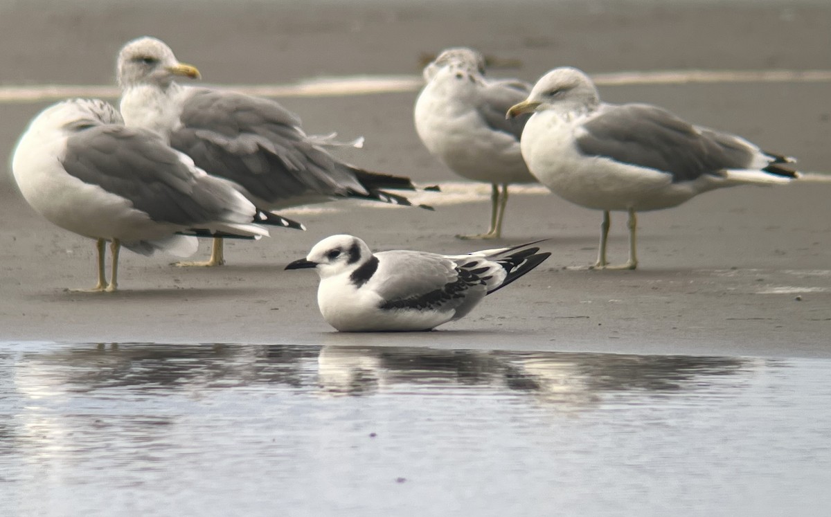 Black-legged Kittiwake - ML641881748