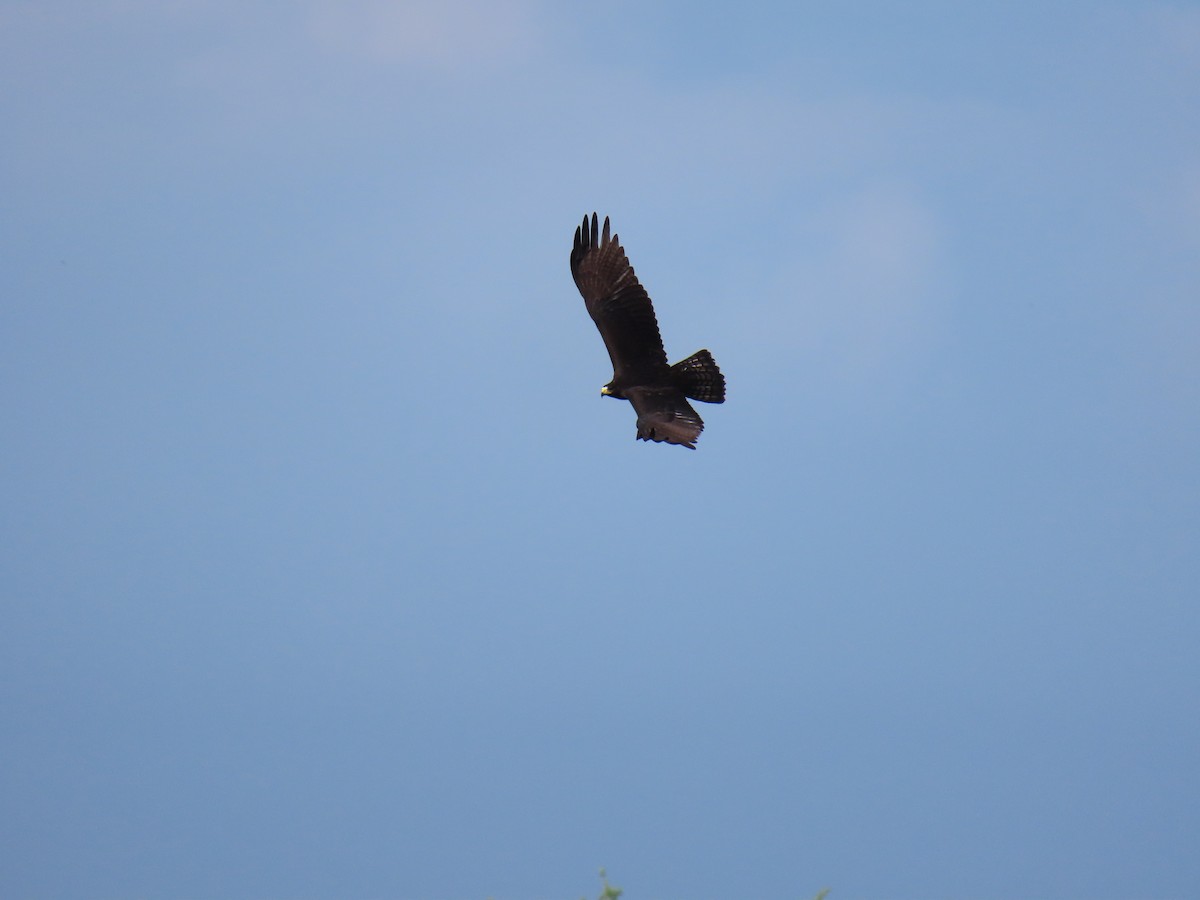 Zone-tailed Hawk - ML641881791