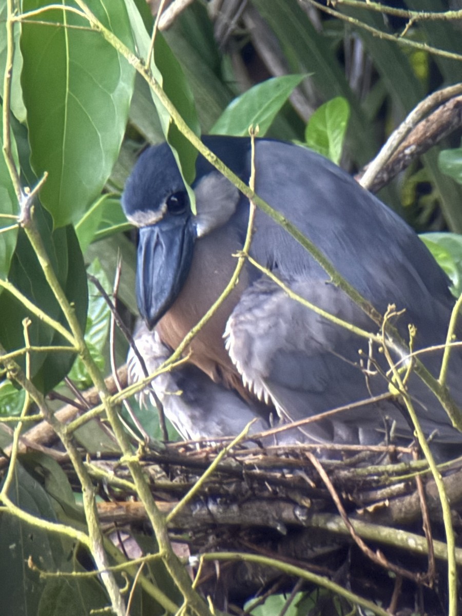 Boat-billed Heron - ML641881812