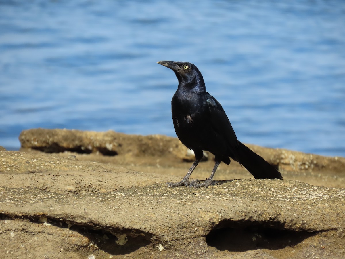Great-tailed Grackle - ML641881822