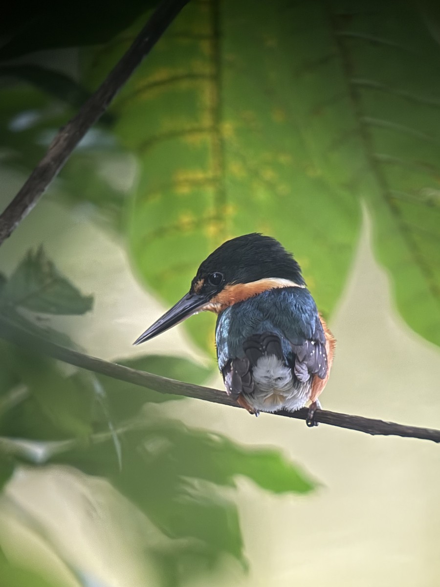 American Pygmy Kingfisher - ML641881823
