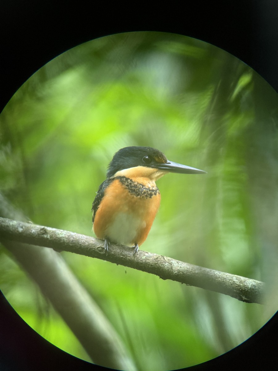 American Pygmy Kingfisher - ML641881824