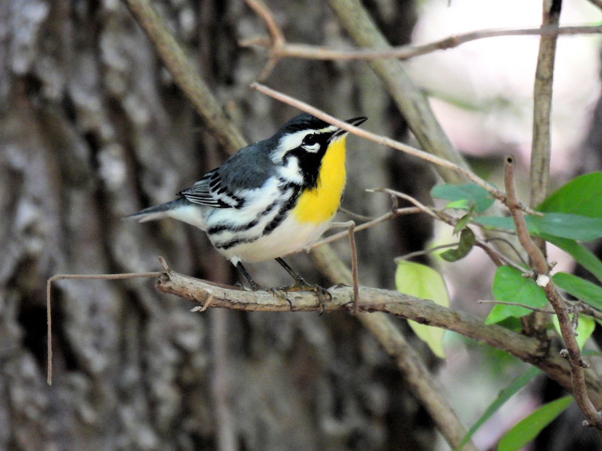 Yellow-throated Warbler - ML641881851