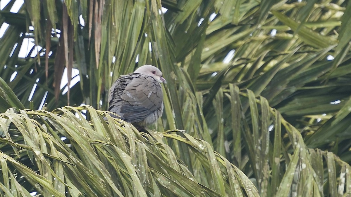 Malabar Has Güvercini - ML641881852