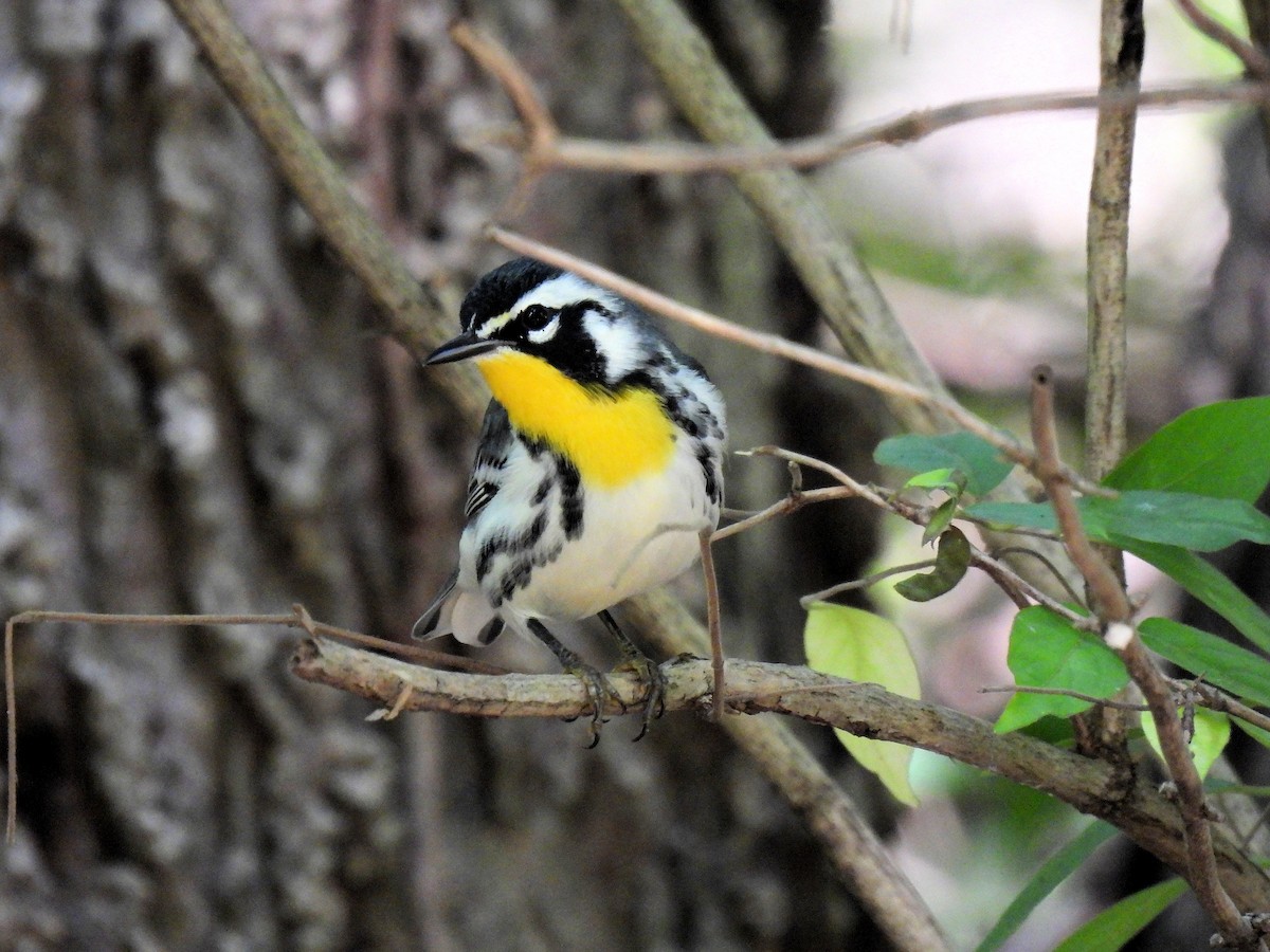 Yellow-throated Warbler - ML641881854