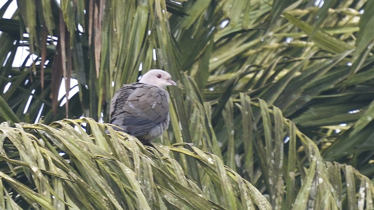 Malabar Has Güvercini - ML641881857
