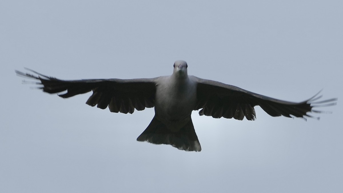 Malabar Has Güvercini - ML641881858