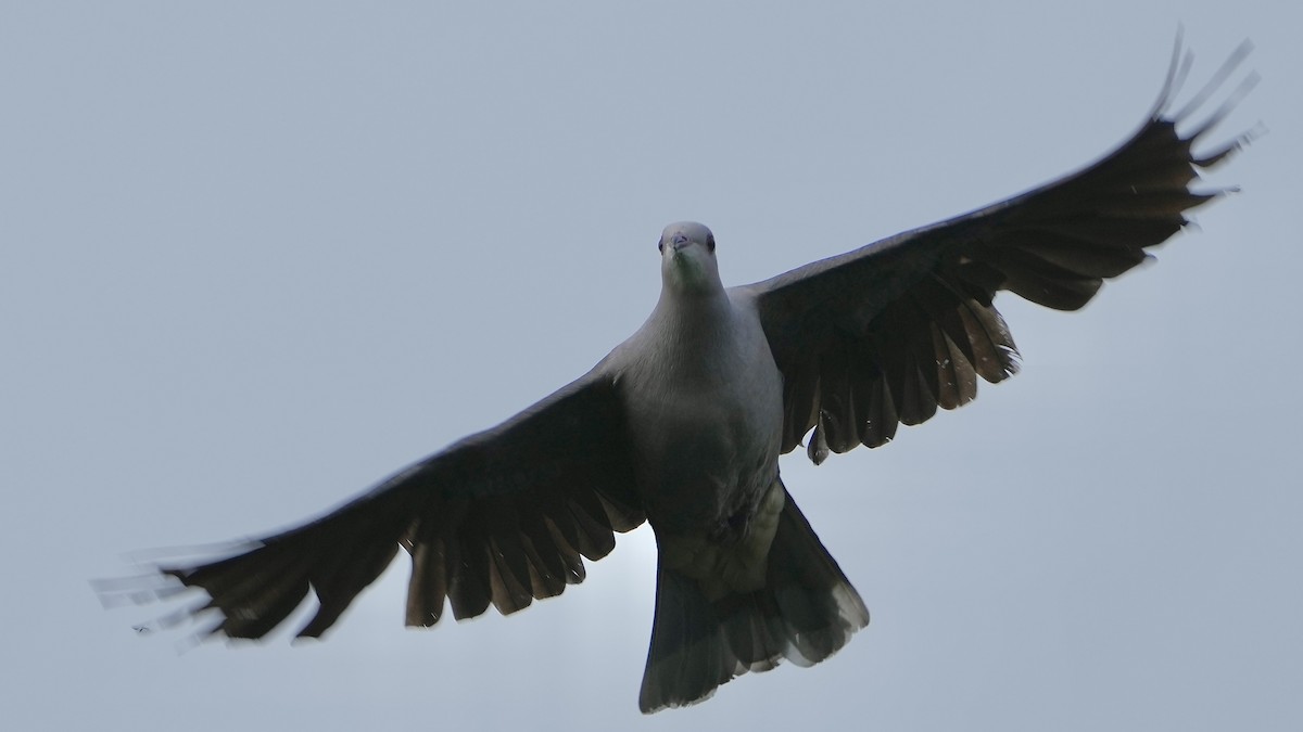 Malabar Has Güvercini - ML641881860