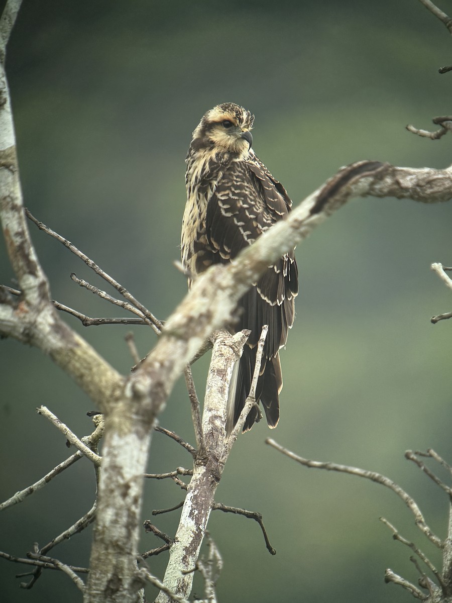 Snail Kite - ML641881861