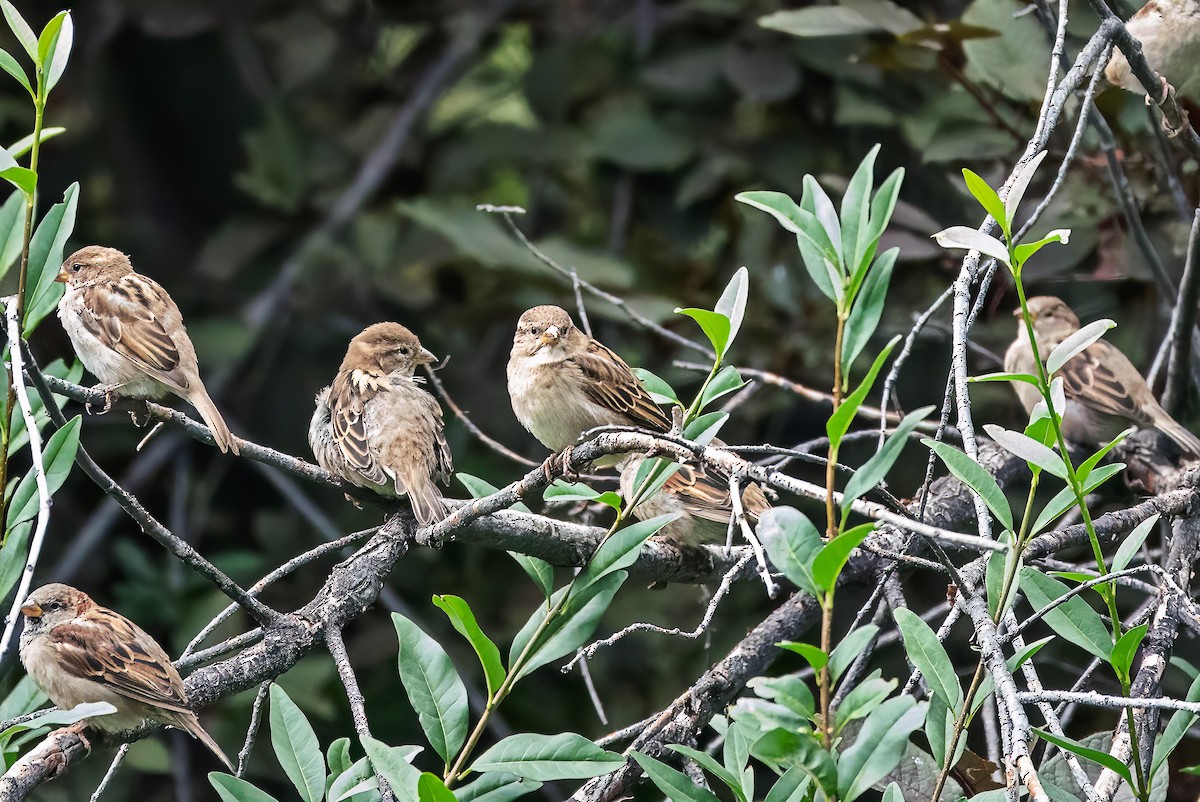 House Sparrow - ML641881867