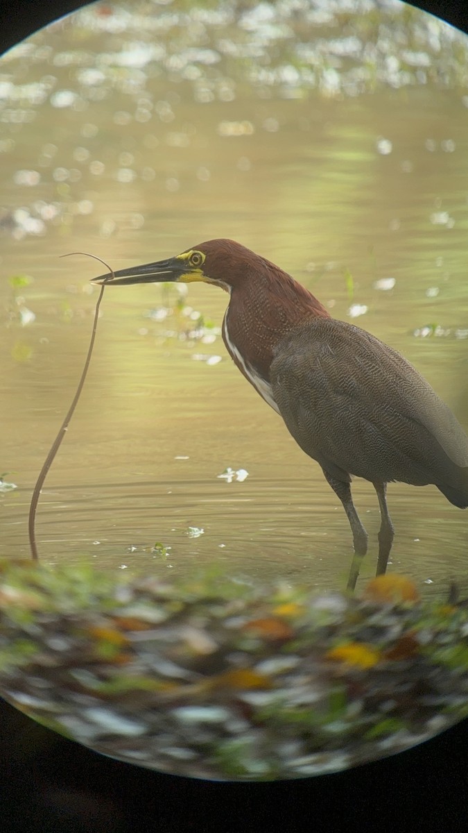 Rufescent Tiger-Heron - ML641881919