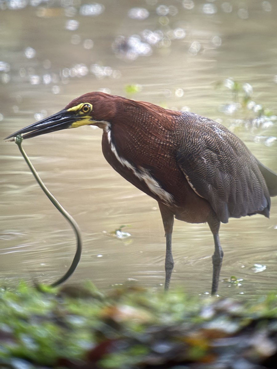 Rufescent Tiger-Heron - ML641881920