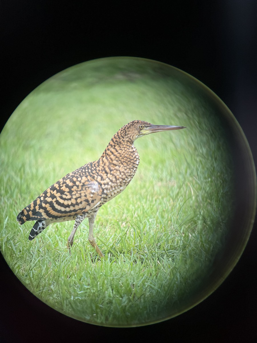 Rufescent Tiger-Heron - ML641881921