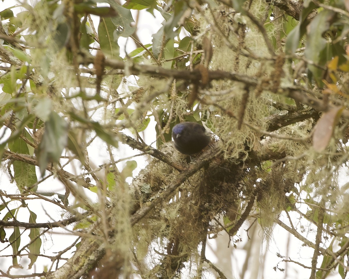 Capped Conebill - ML641881924