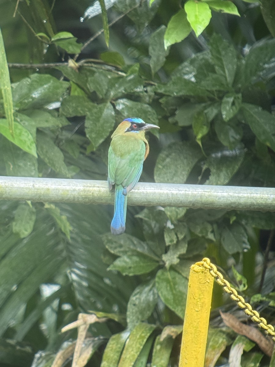 Whooping Motmot - ML641881937