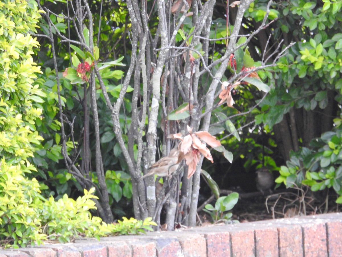 House Sparrow - ML641881953