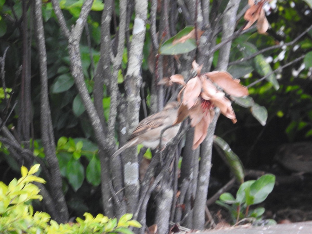 House Sparrow - ML641881954