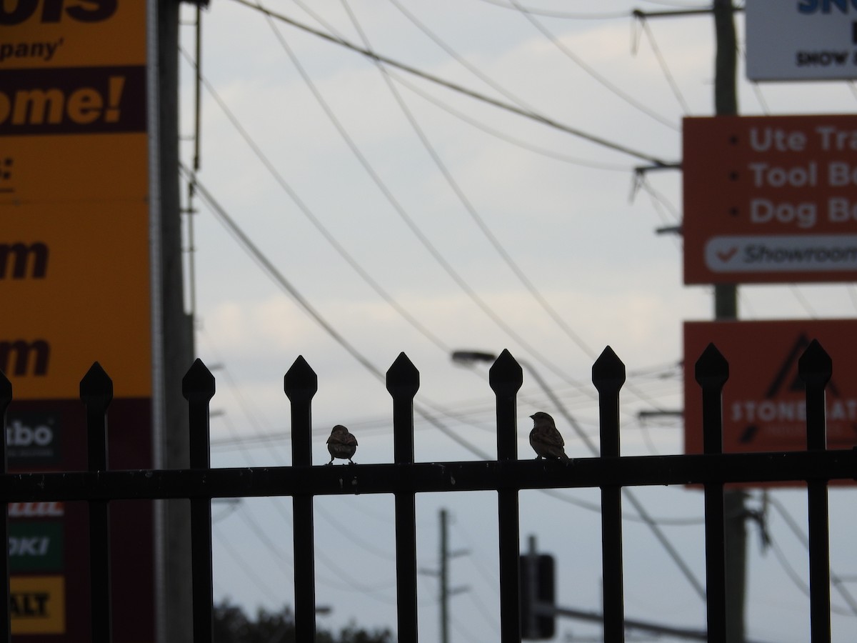 House Sparrow - ML641881956