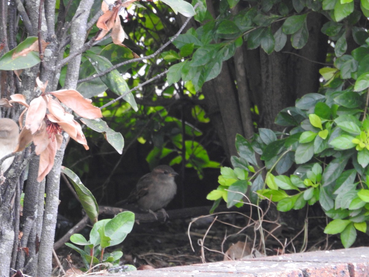 House Sparrow - ML641881957