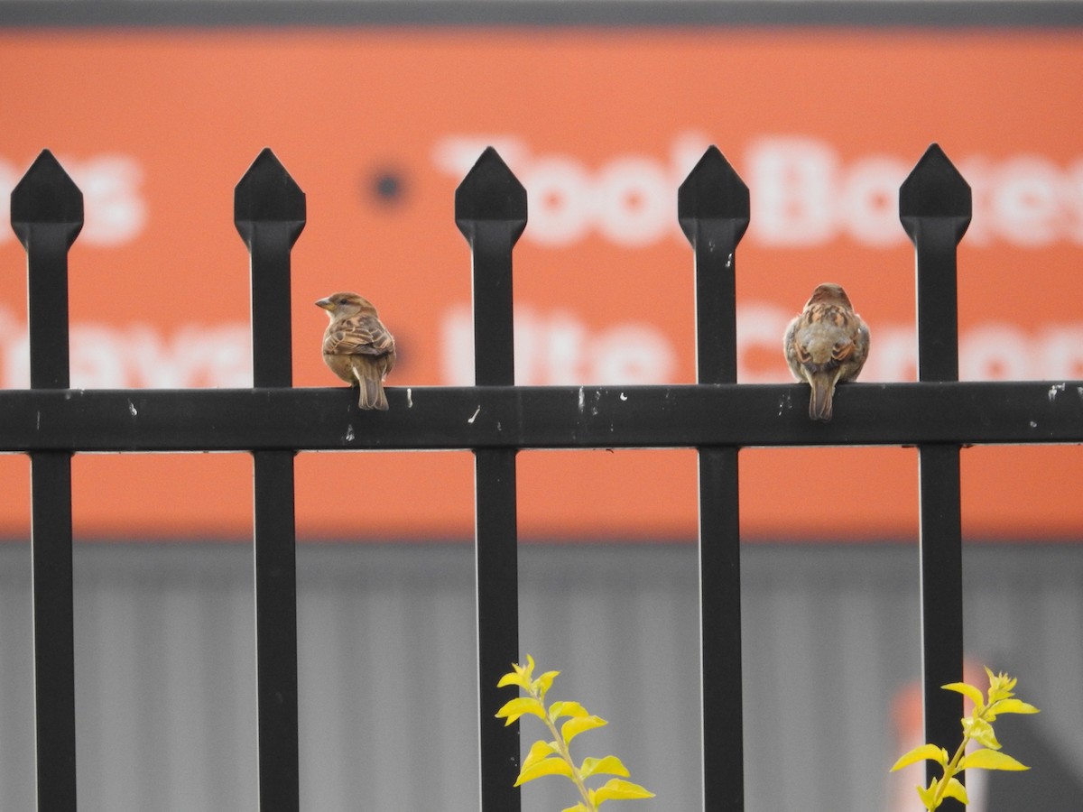 House Sparrow - ML641881958