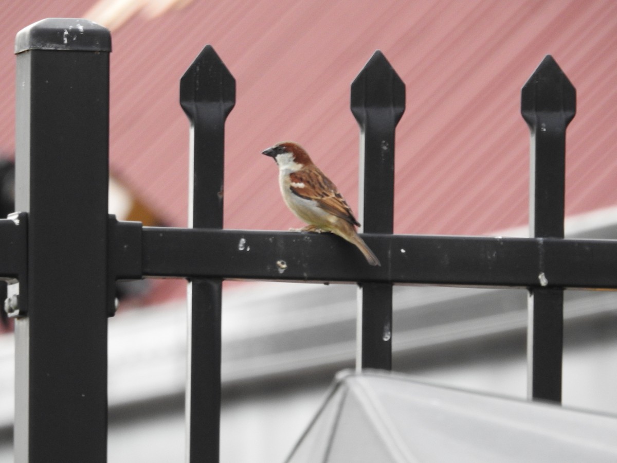 House Sparrow - ML641881959