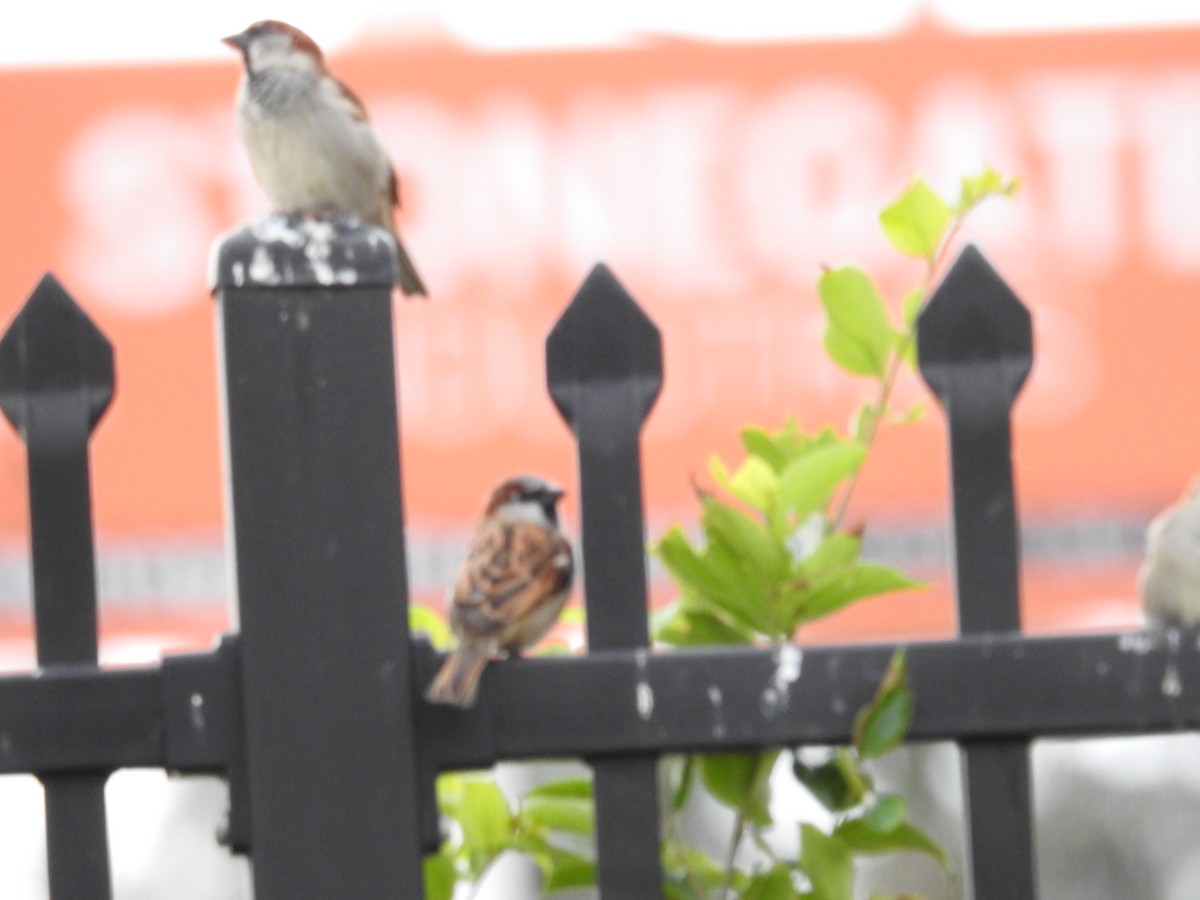 House Sparrow - ML641881962