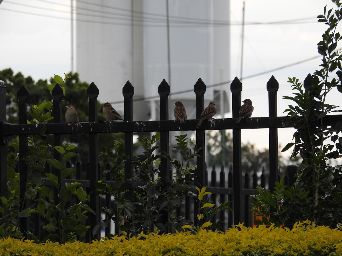 House Sparrow - ML641881963