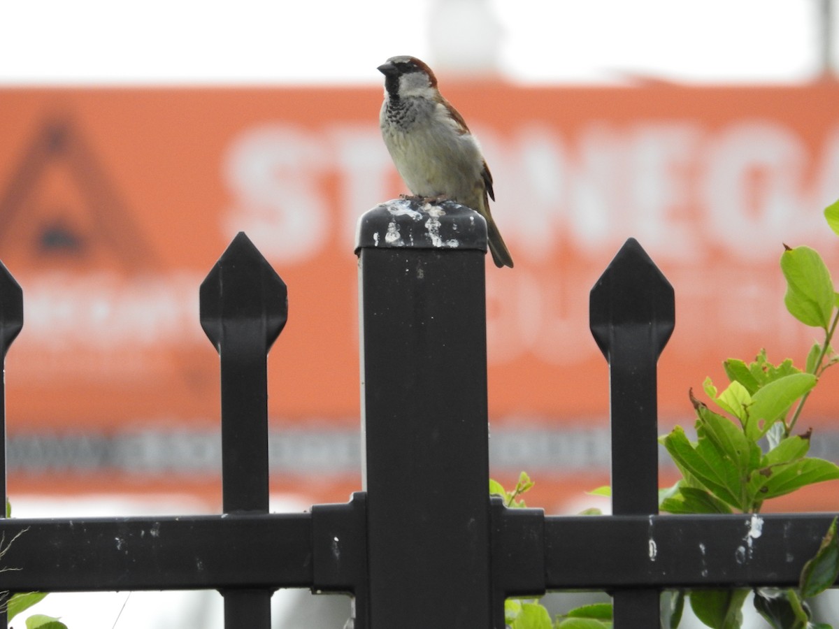 House Sparrow - ML641881964