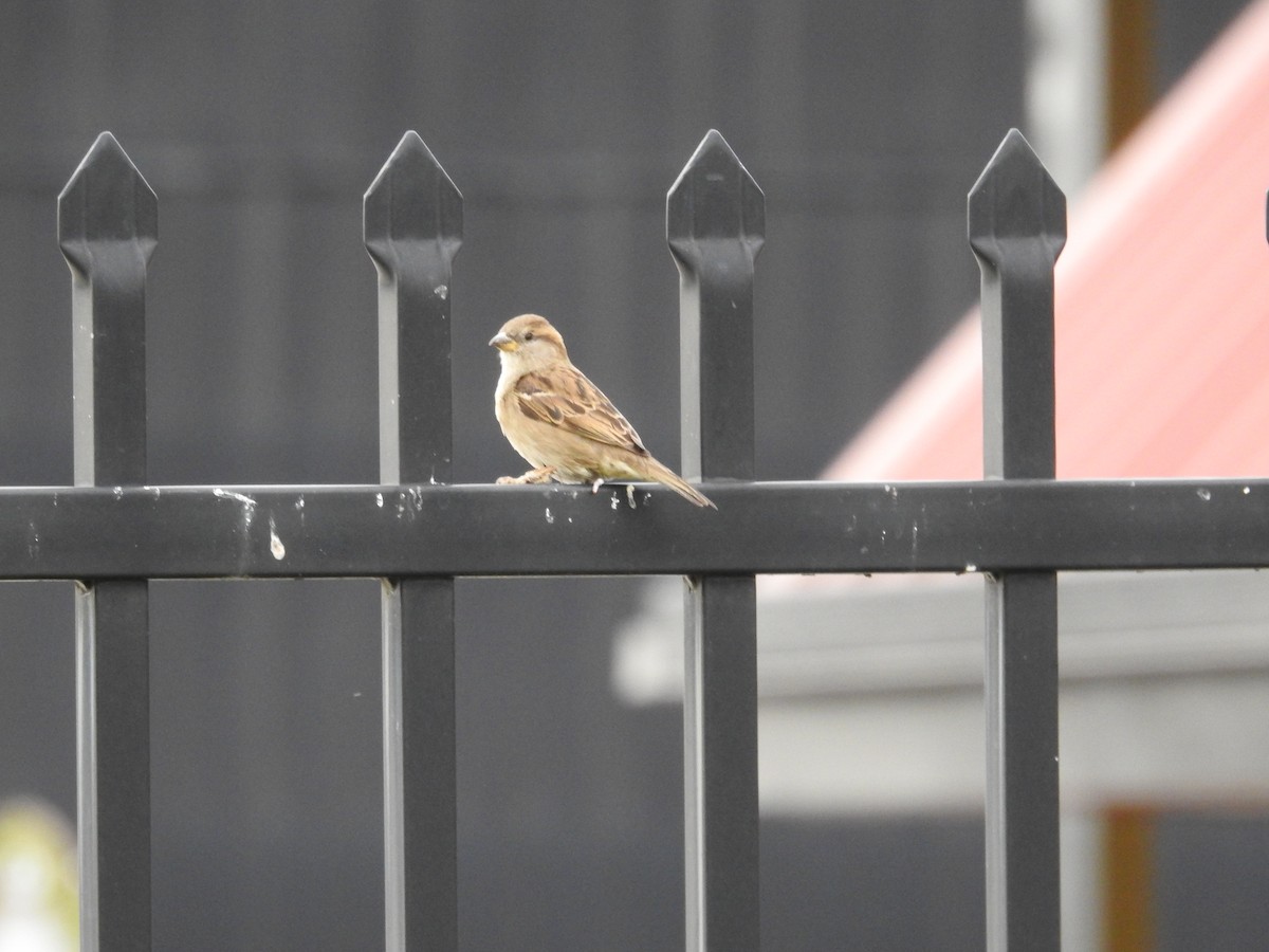 House Sparrow - ML641881966