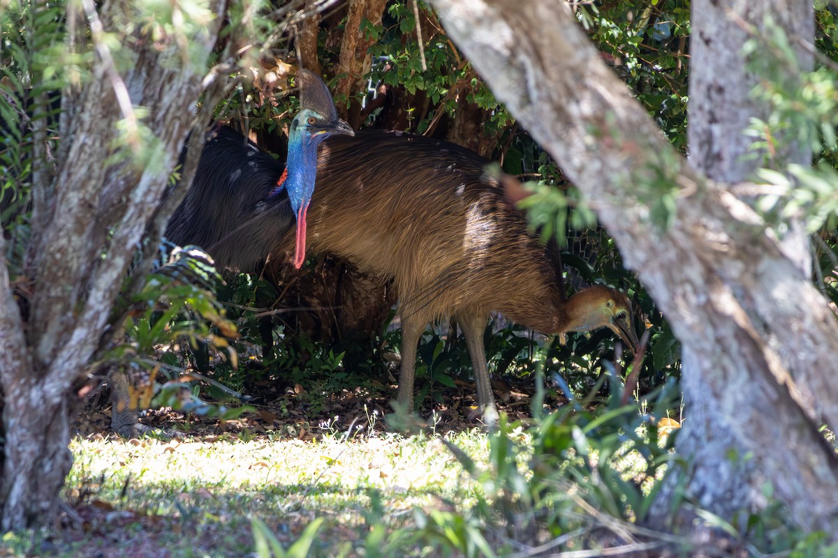 Southern Cassowary - ML641881970