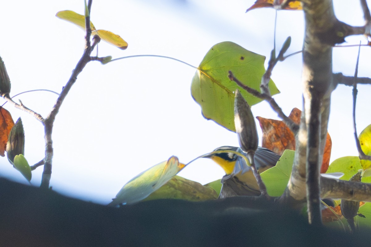 Yellow-throated Warbler - ML641881975