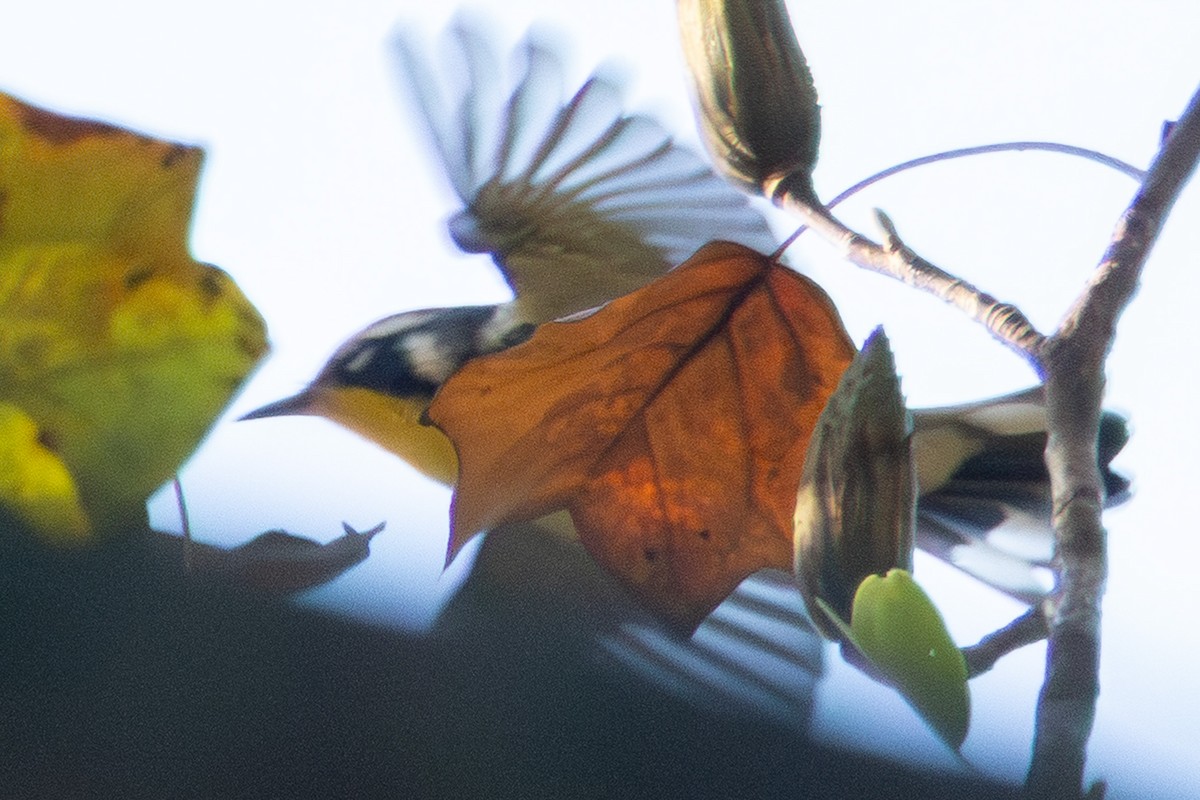 Yellow-throated Warbler - ML641881976