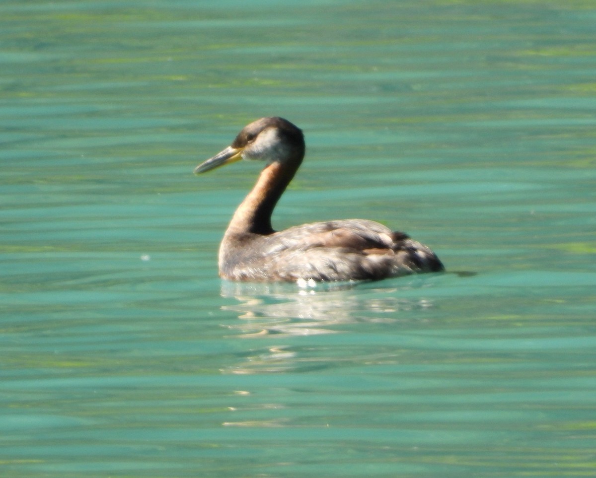 Red-necked Grebe - ML641881997