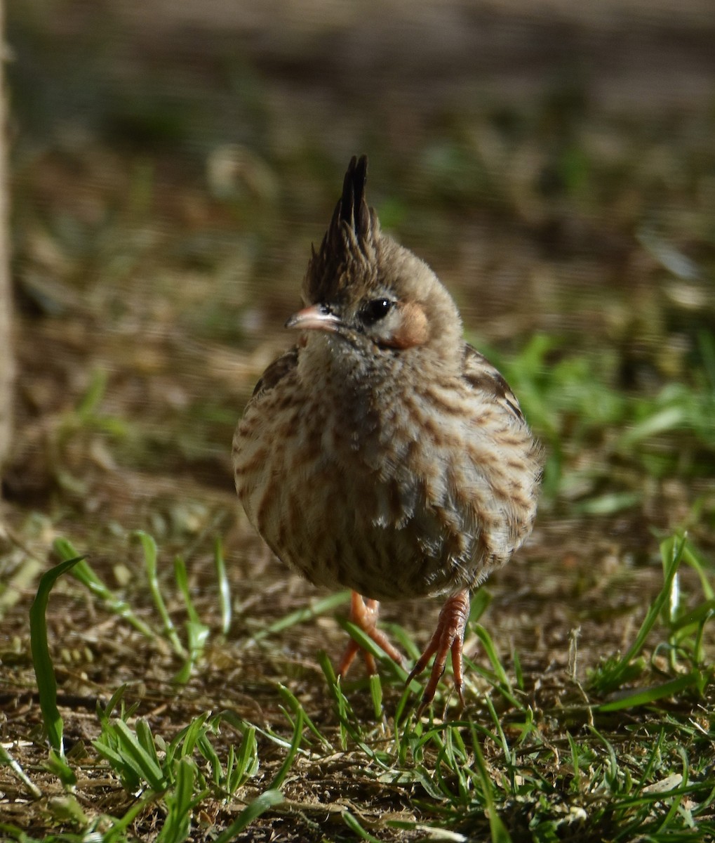 Lark-like Brushrunner - ML641882004