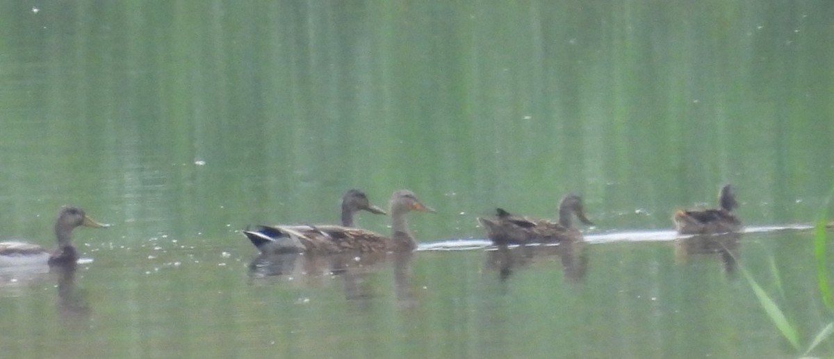 Mallard - ML641882006